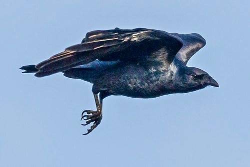 Fish Crow by PEHart is licensed under CC BY-SA 2.0